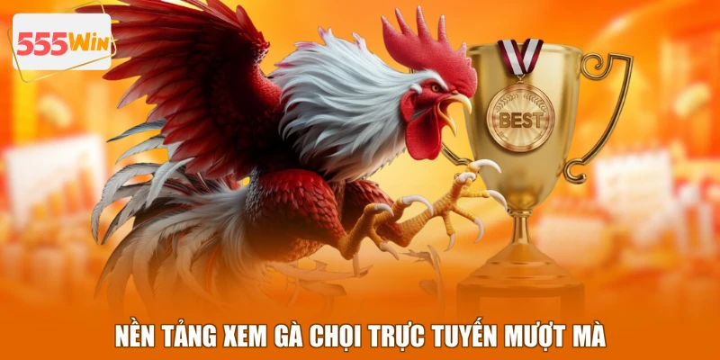 Nền tảng xem gà chọi trực tuyến mượt mà